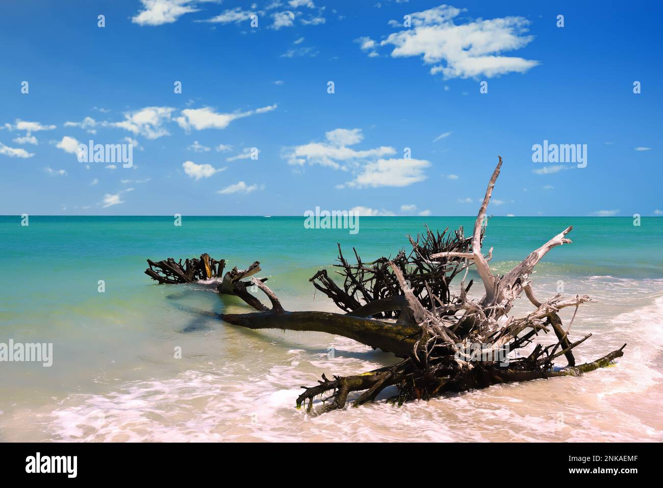 Beautiful Weathered Driftwood on the beach of Beer Can Island Longboat