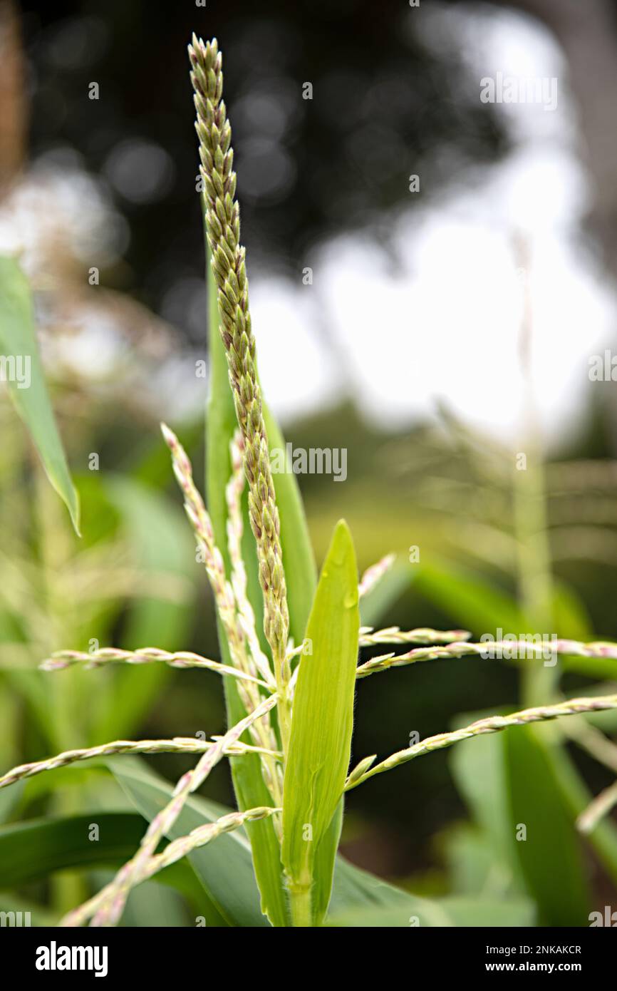 garden greenery Stock Photo