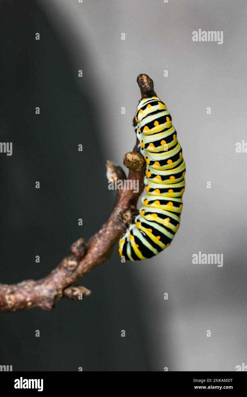 A black and yellow Monarch caterpillar crawling on a branch before