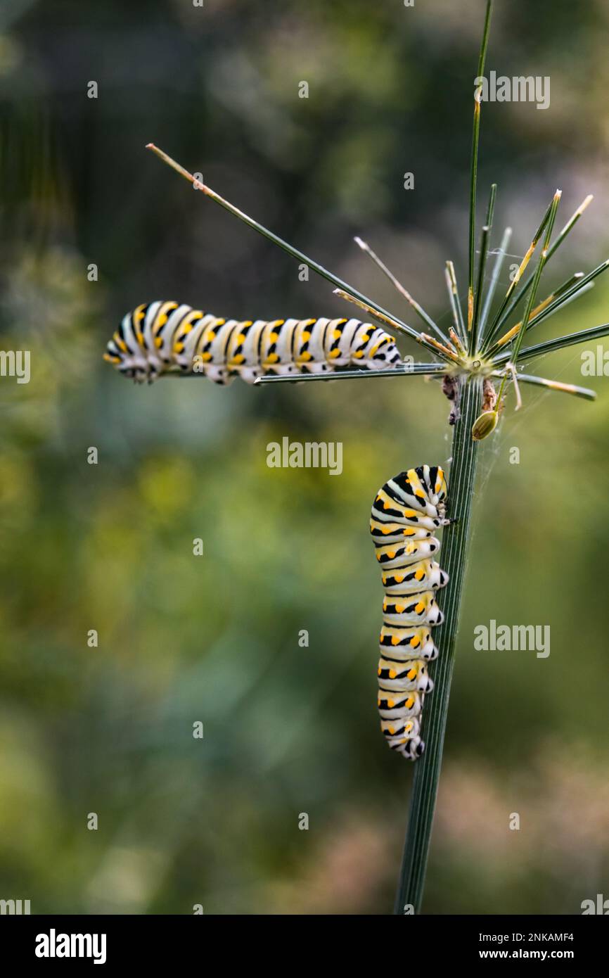 Two black and yellow Monarch caterpillars crawling on a flower stem