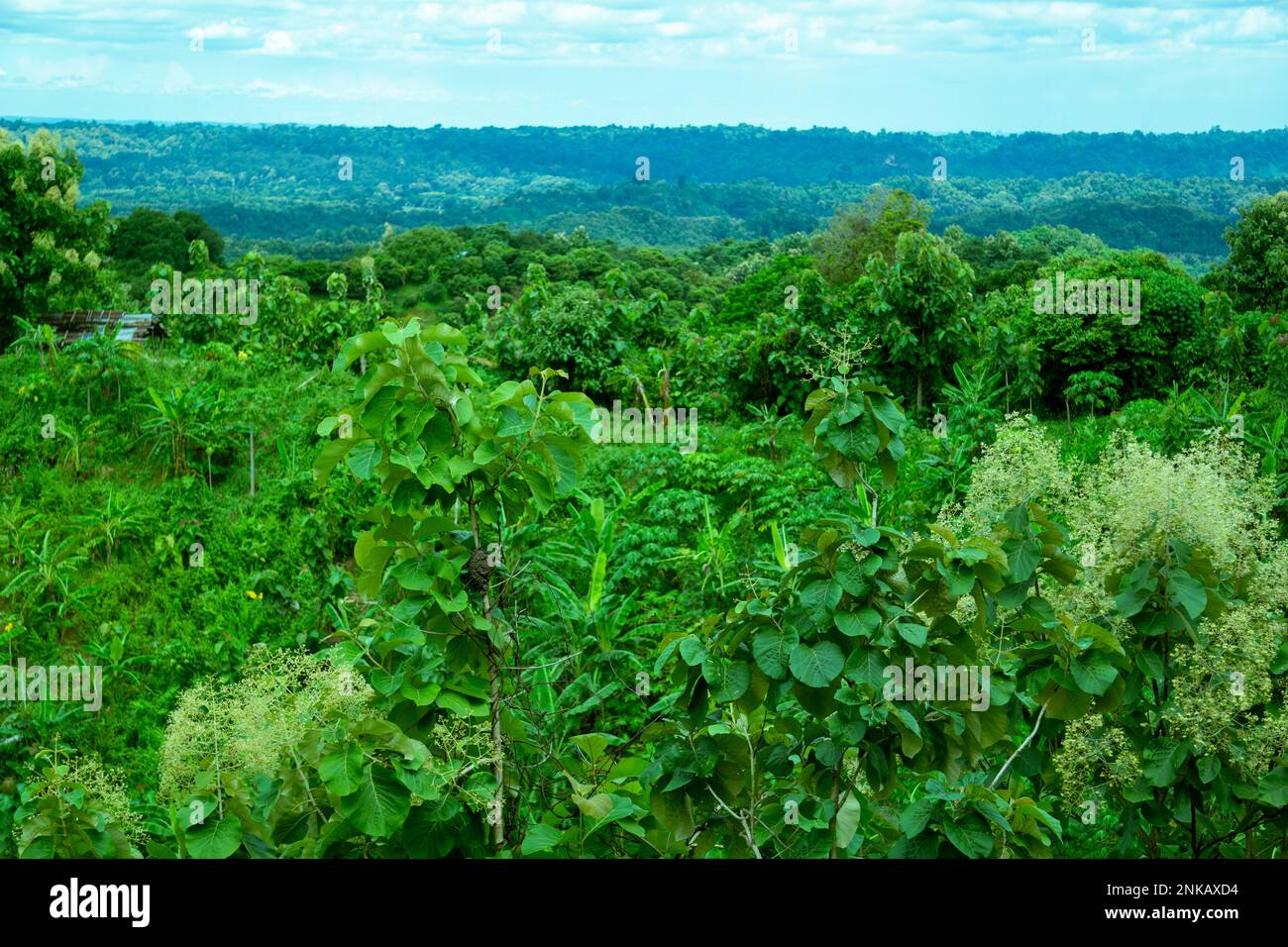 Green trees on top of the hill in Bandarban, Bangladesh. Sky, horizon, mountain forest in mountain day stock photo. Mountain landscape with trees on t Stock Photo