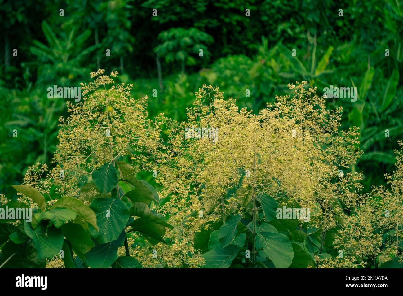 Green trees on top of the hill in Bandarban, Bangladesh. Sky, horizon, mountain forest in mountain day stock photo. Mountain landscape with trees on t Stock Photo