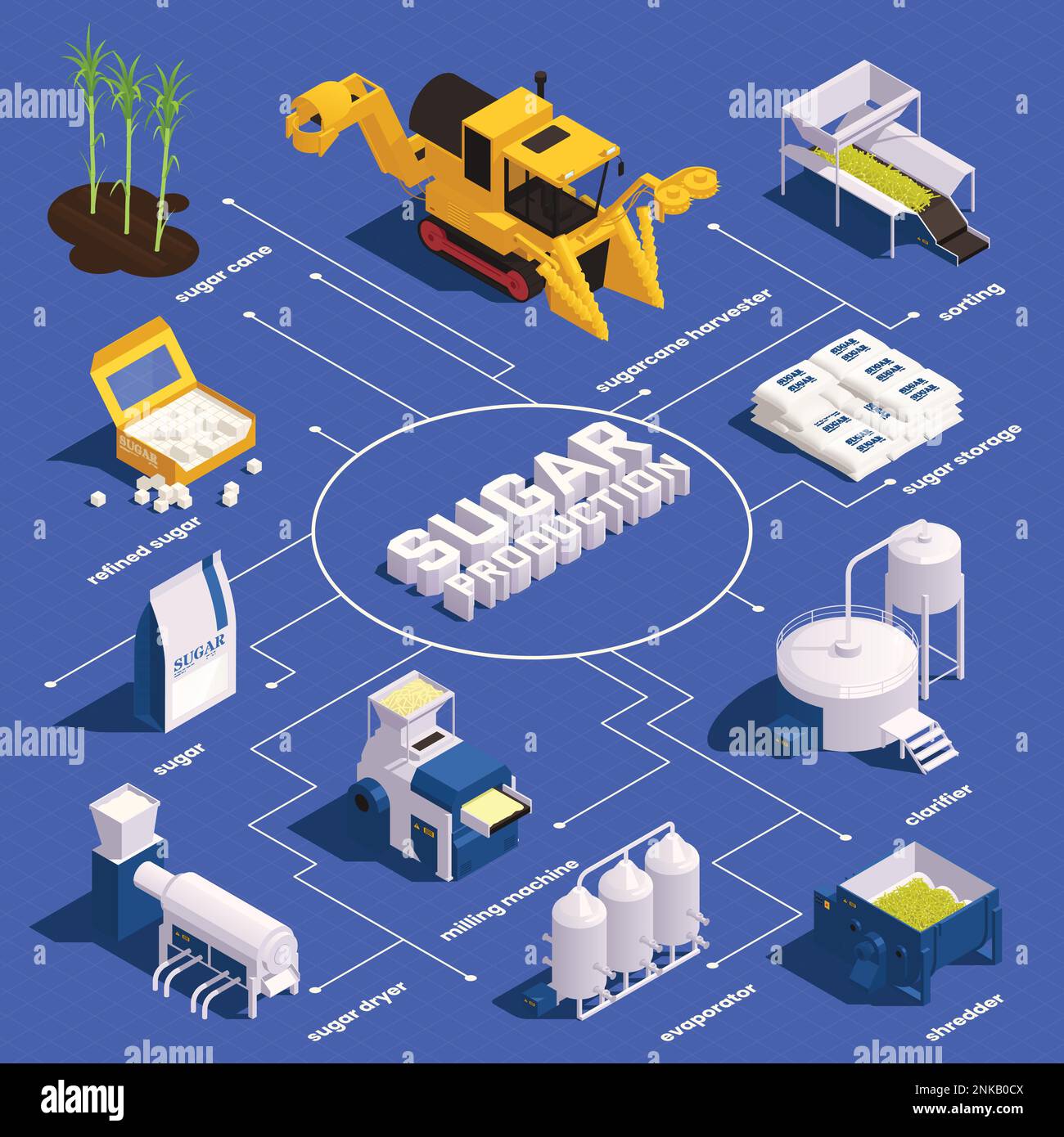 Sugar cane production isometric infographics with cane harvester