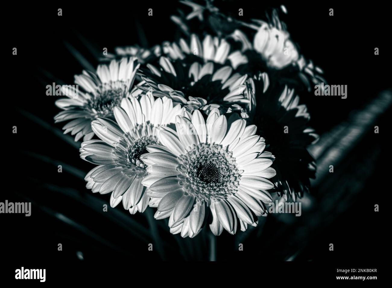 Black And White Gerbera Daisy Bouquet