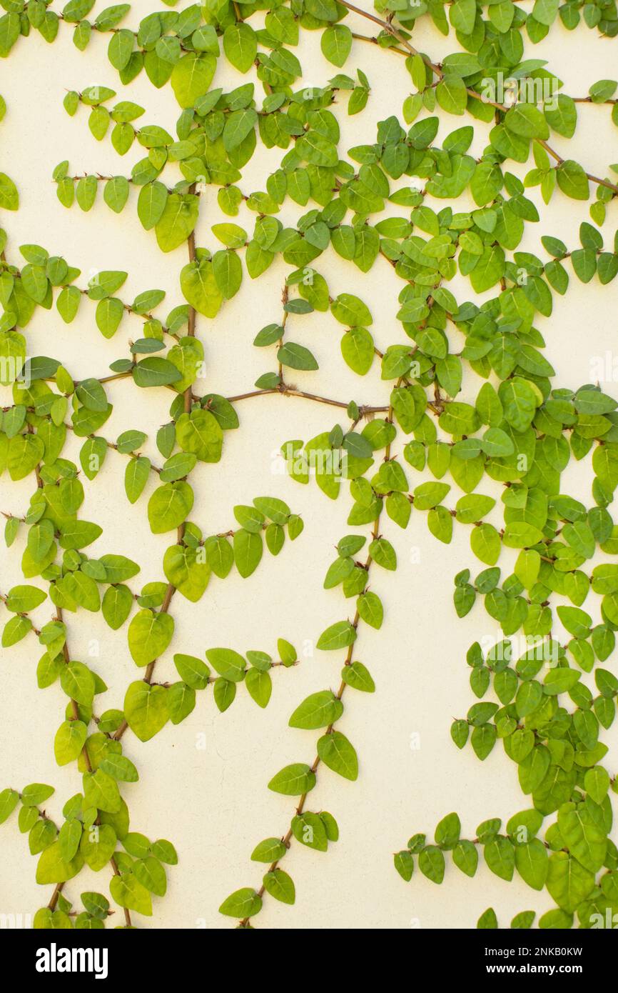 Vine growing on a neutral color wall Stock Photo