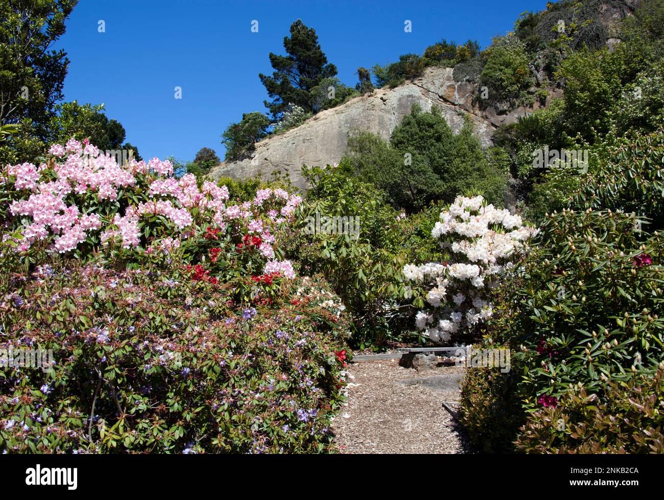 The footpath inside Lady Thorn Rhododendron Dell, the garden in Port Chalmers town (New Zealand). Stock Photo