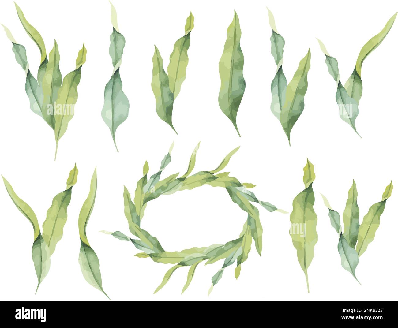 Vector laminaria. Hand painted underwater kelp floral illustration with algae leaves branch in watercolor style Stock Vector