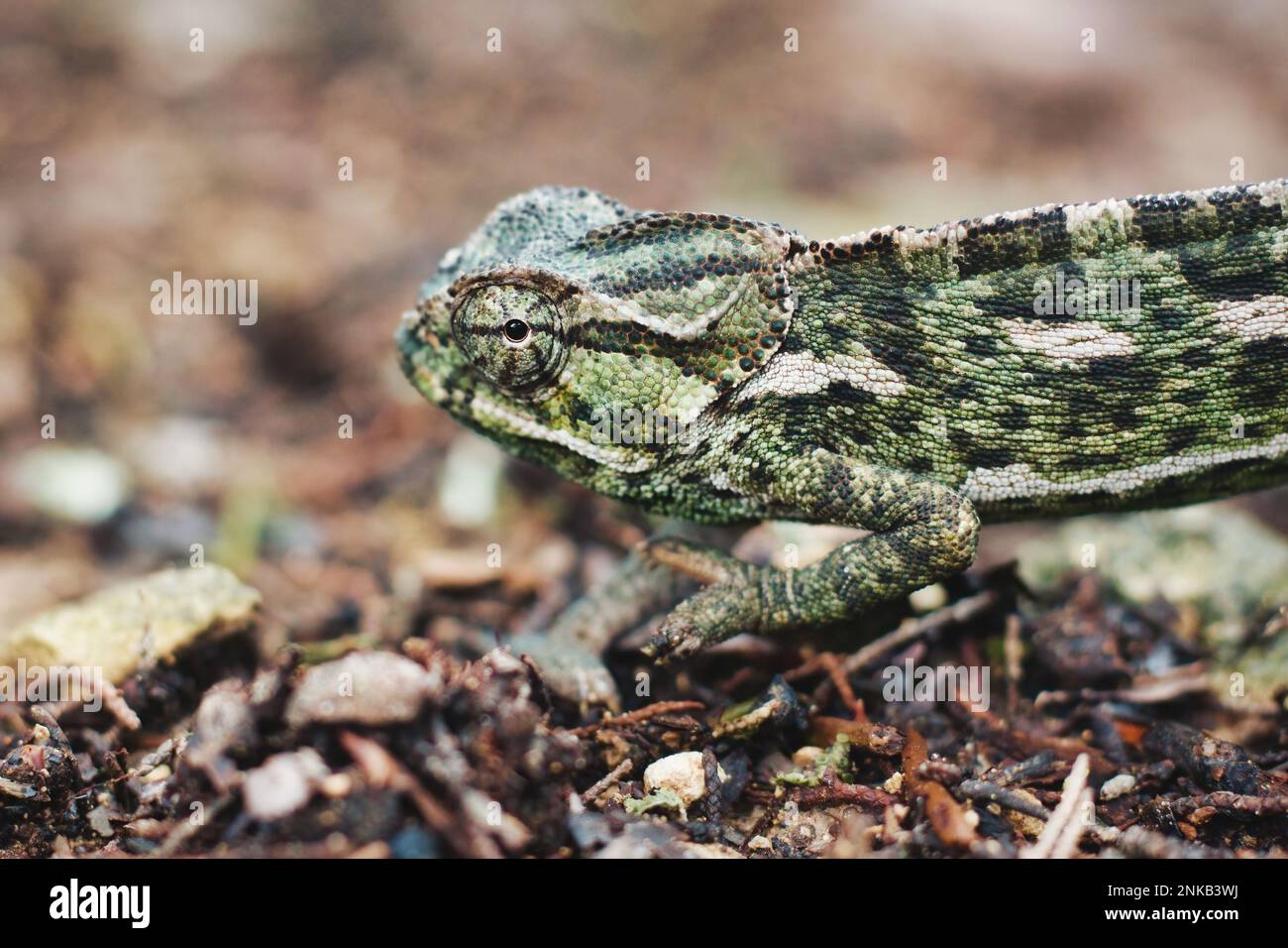 Close-up animal portrait shot of a Mediterranean chameleon crawling on the forest floor Stock Photo