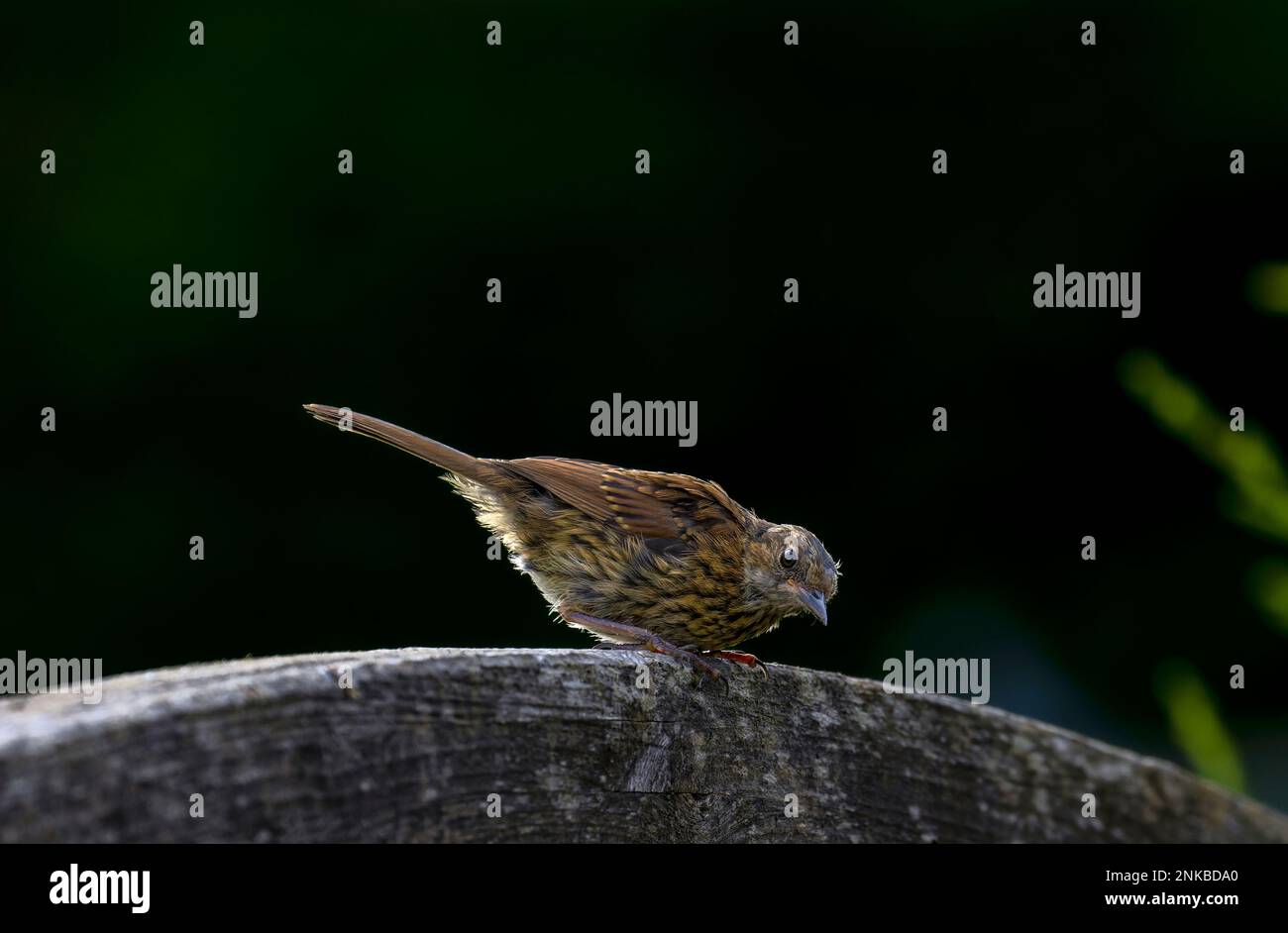 Dunnock "Prunella modularis" perched on fence, dark green background. Small passerine bird with brown and grey feathers. Copy space. Dublin, Ireland Stock Photo