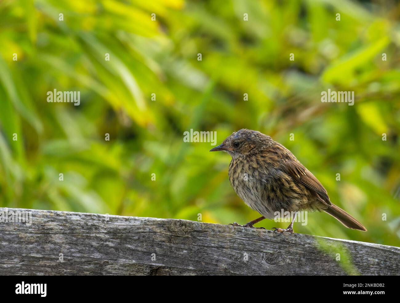 Dunnock "Prunella modularis" perched on fence with green foliage background. Small passerine bird with brown and grey feathers. Dublin, Ireland Stock Photo