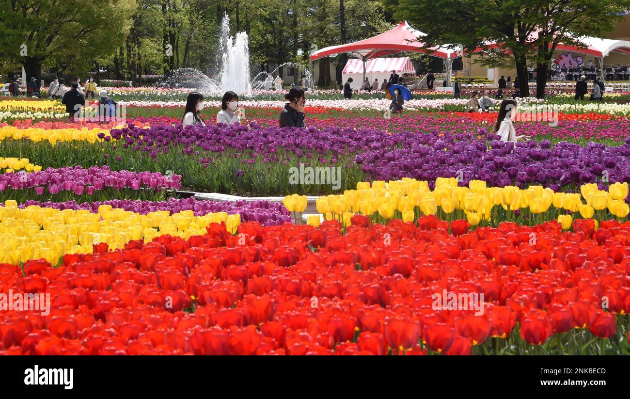 The 71st Tonami Tulip Fair starts at Tulip Park in Tonami City, Toyama ...
