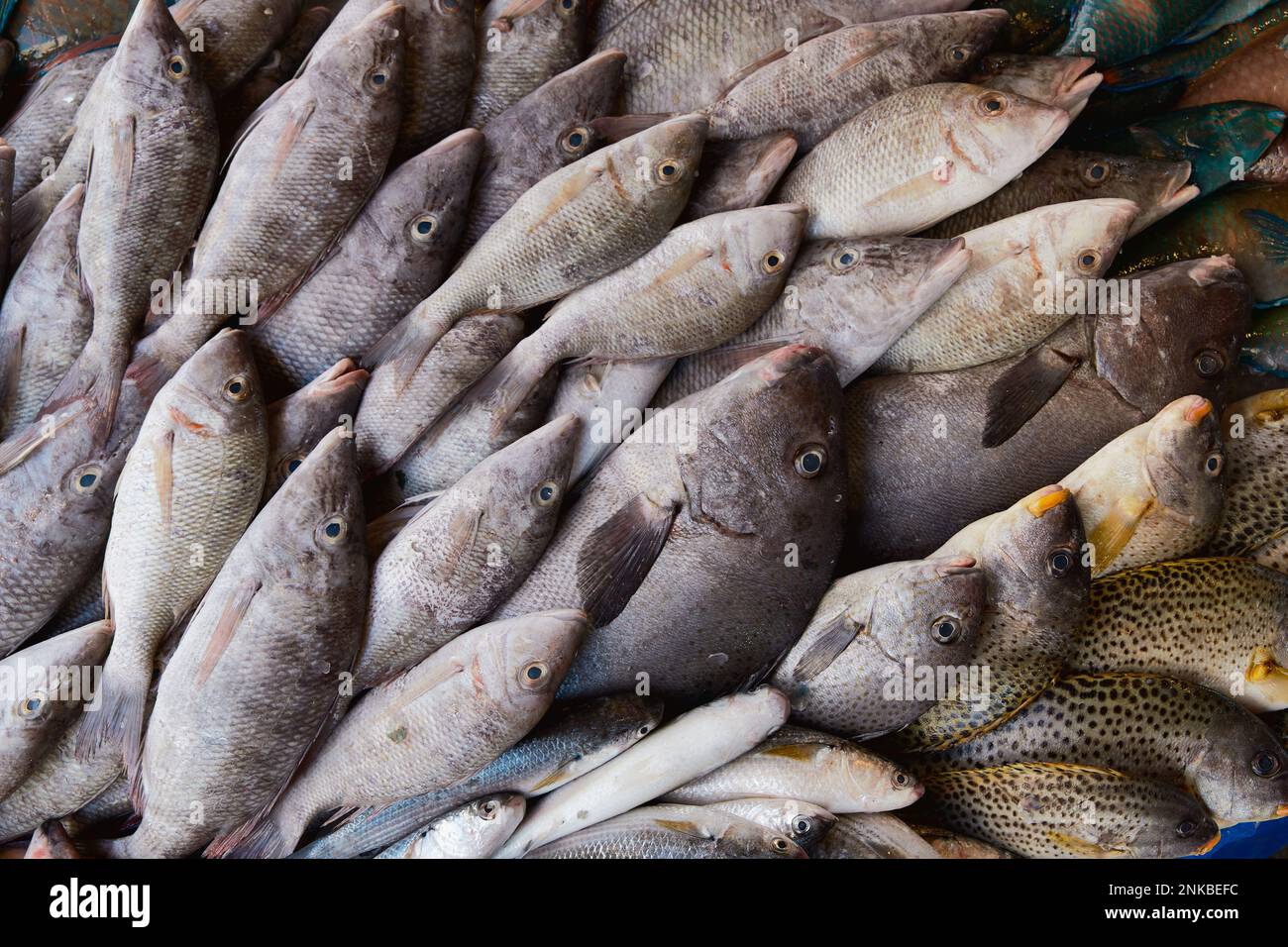 Fresh raw caught fishes on ice sale at fish market. Seafood pattern