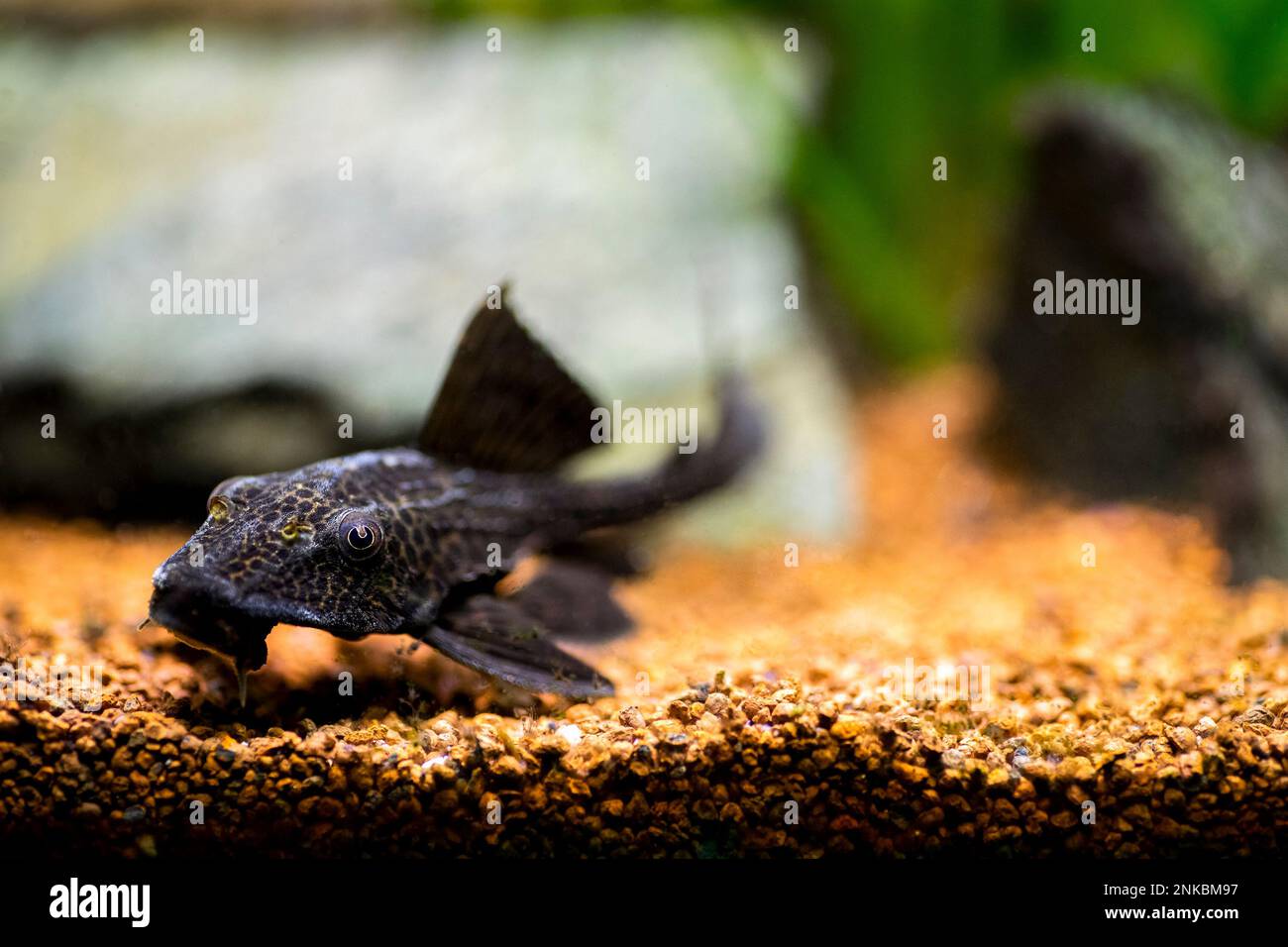 selective focus of a suckermouth catfish or common pleco (Hypostomus plecostomus) isolated in a fish tank with blurred background Stock Photo