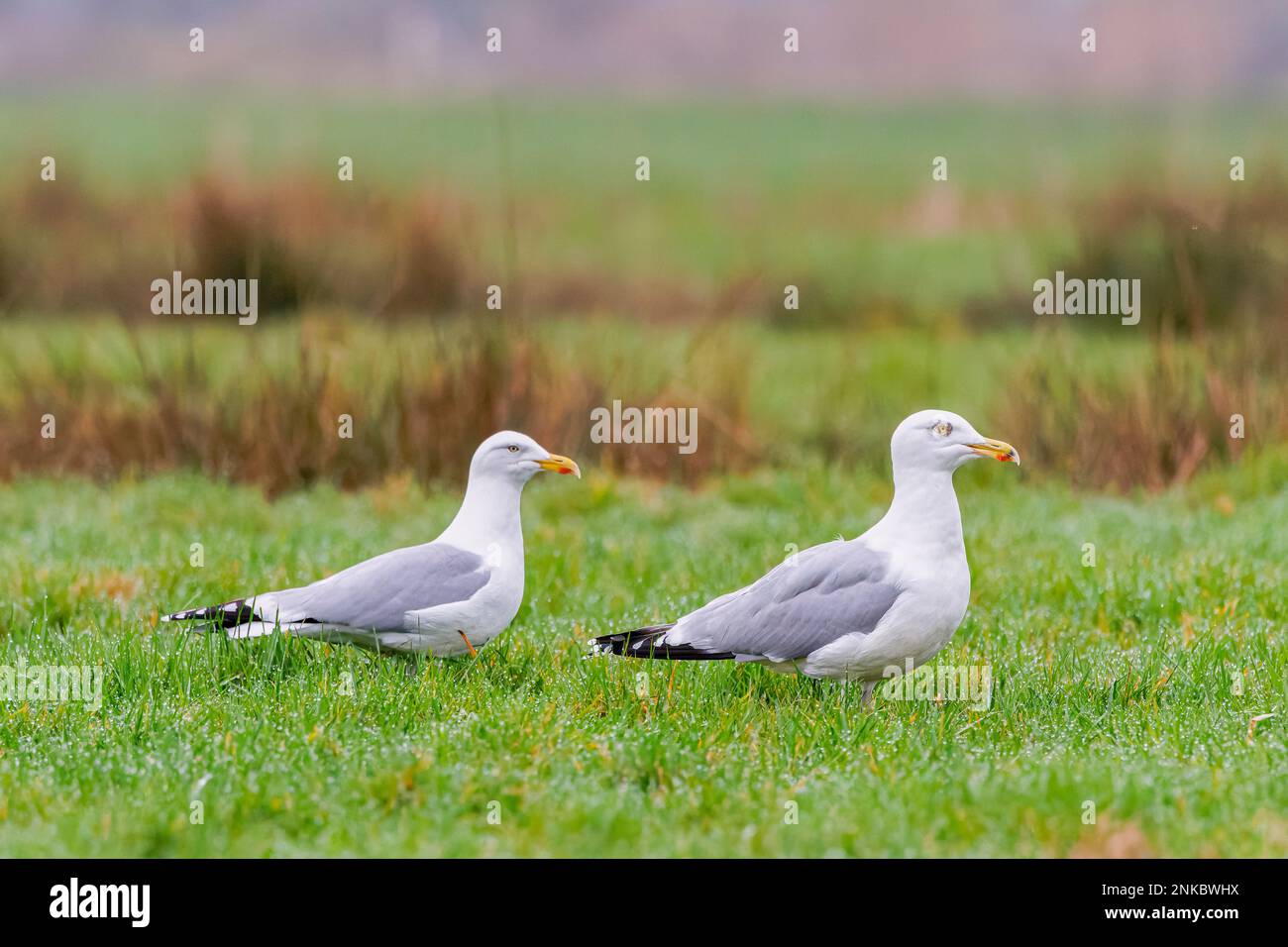 Close up of a couple European Herring Gulls, Larus Argentatus, yellow beak with red spot in a green pasture against blurry background. The male has a Stock Photo