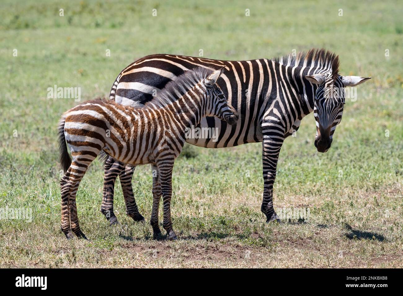 Plains zebra (Equus quagga) or horse zebra, mare with calf, 6 months