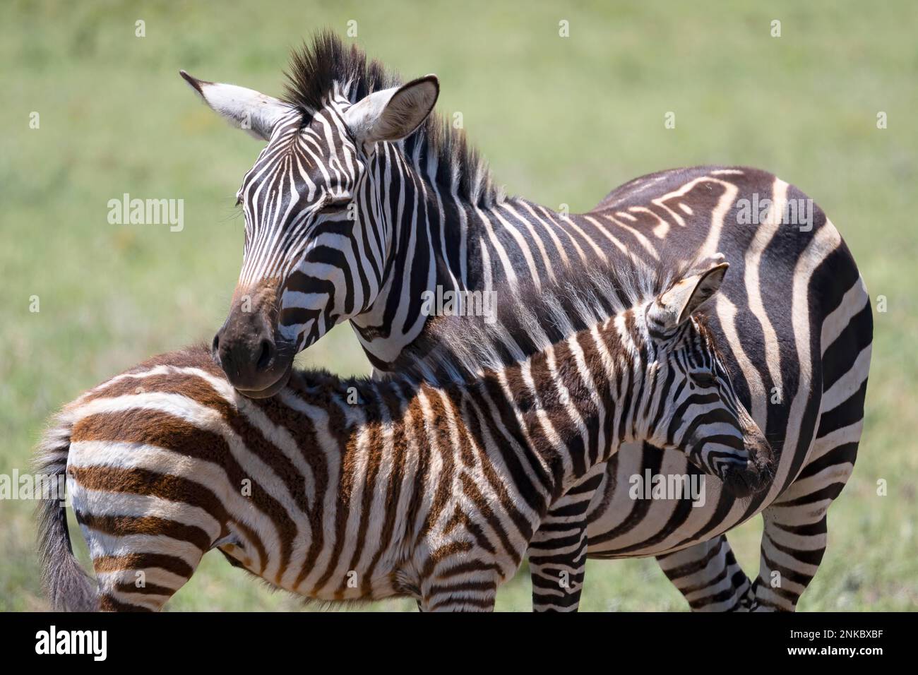 Plains zebra (Equus quagga) or horse zebra, mare with calf, 6 months