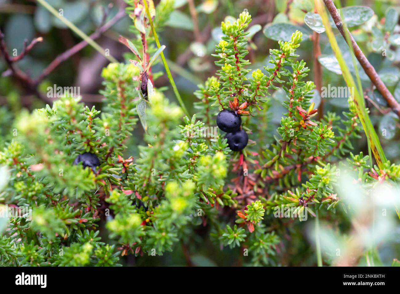 Black crowberry (Empetrum nigrum), ripe fruit on branch, Neustaedter Moor, Lower Saxony, Germany Stock Photo