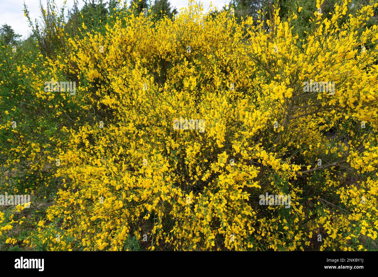 Common broom (Cytisus scoparius), yellow flowering, Lower Saxony