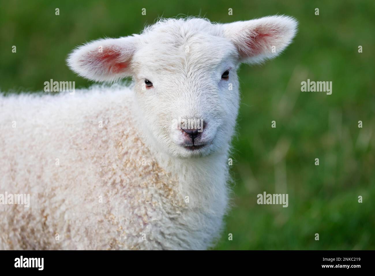 Domestic sheep (Ovis gmelini aries) lamb, animal child, animal portrait, Wedel, Schleswig-Holstein, Germany Stock Photo