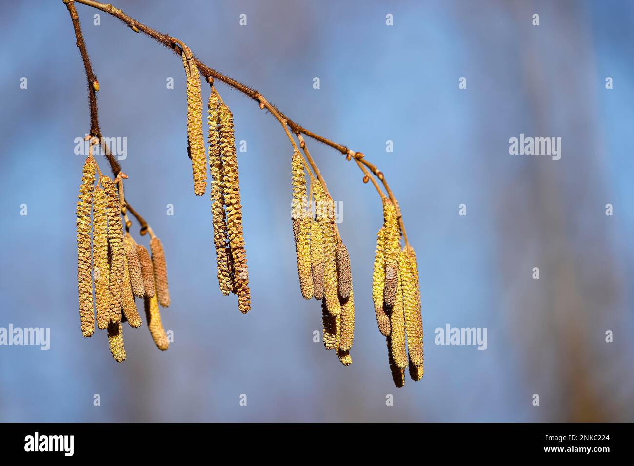 Common hazel (Corylus avellana), hazel, branch with male flower catkins