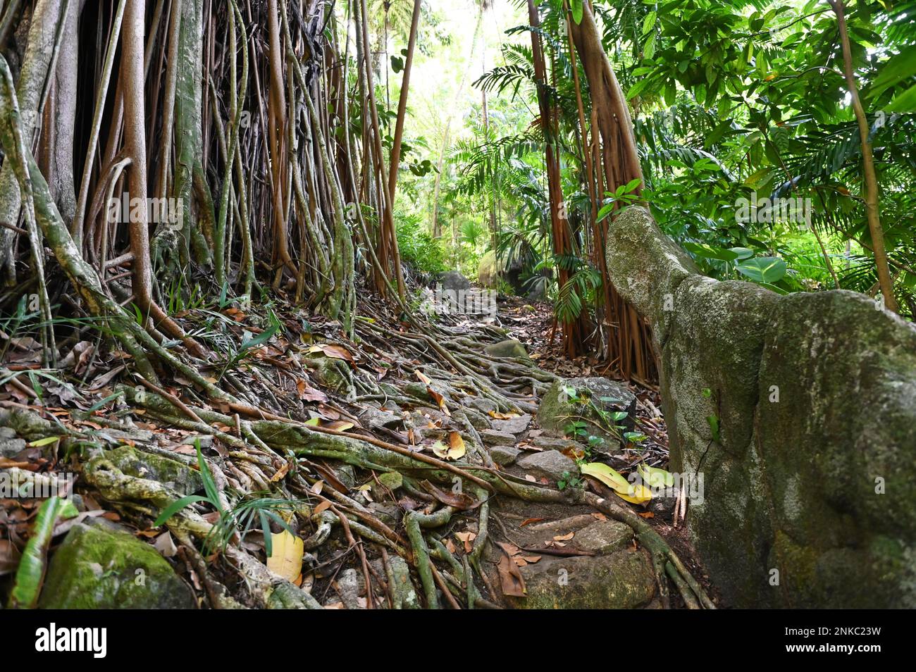 Aerial roots of the strangler ficus tree (Ficus), in the Seychelles Stock Photo