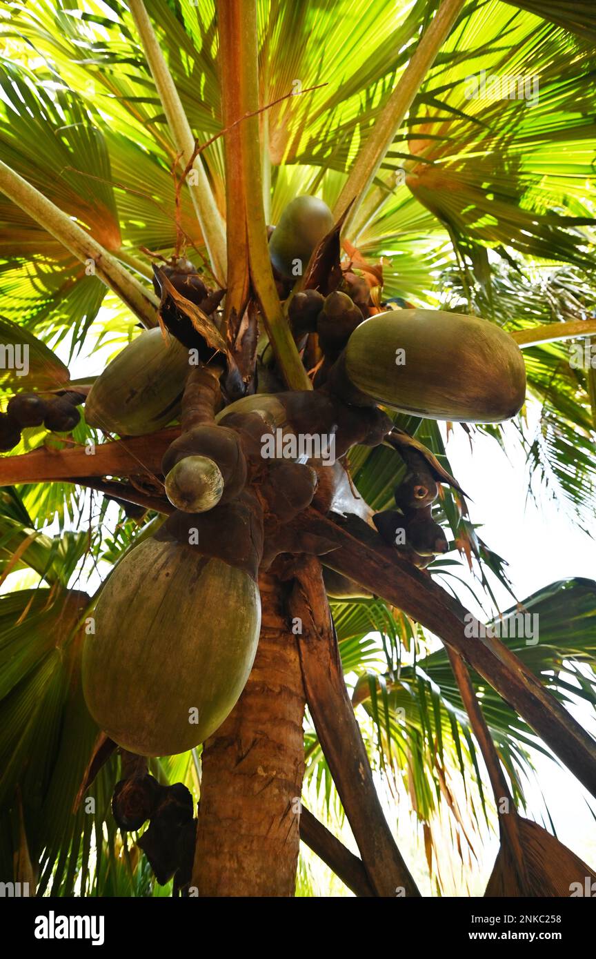 Female Seychelles Palm, Coco de maldive coconut (Lodoicea maldivica), La Dique Island, Seychelles Stock Photo