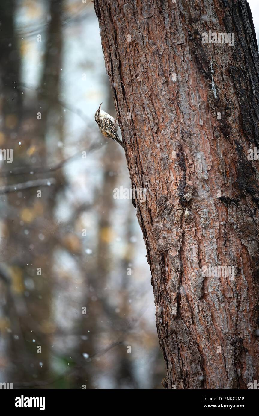 Treecreeper (Certhiidae), running up a tree trunk on the left, in snow flurries Stock Photo