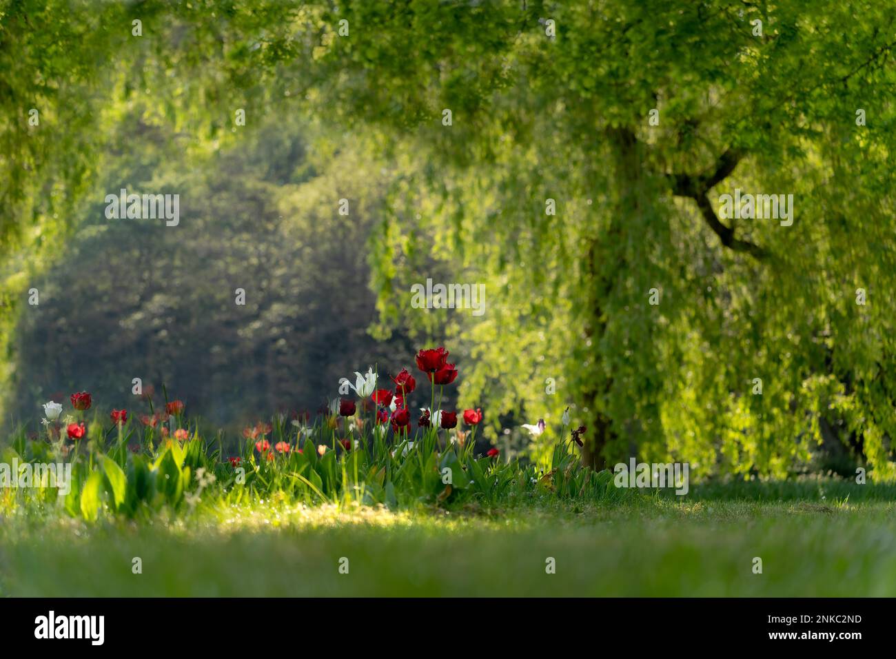 Drooping tulips hires stock photography and images Alamy