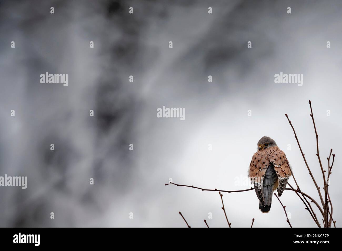 Common kestrel (Falco tinnunculus), male, sitting on branch Stock Photo