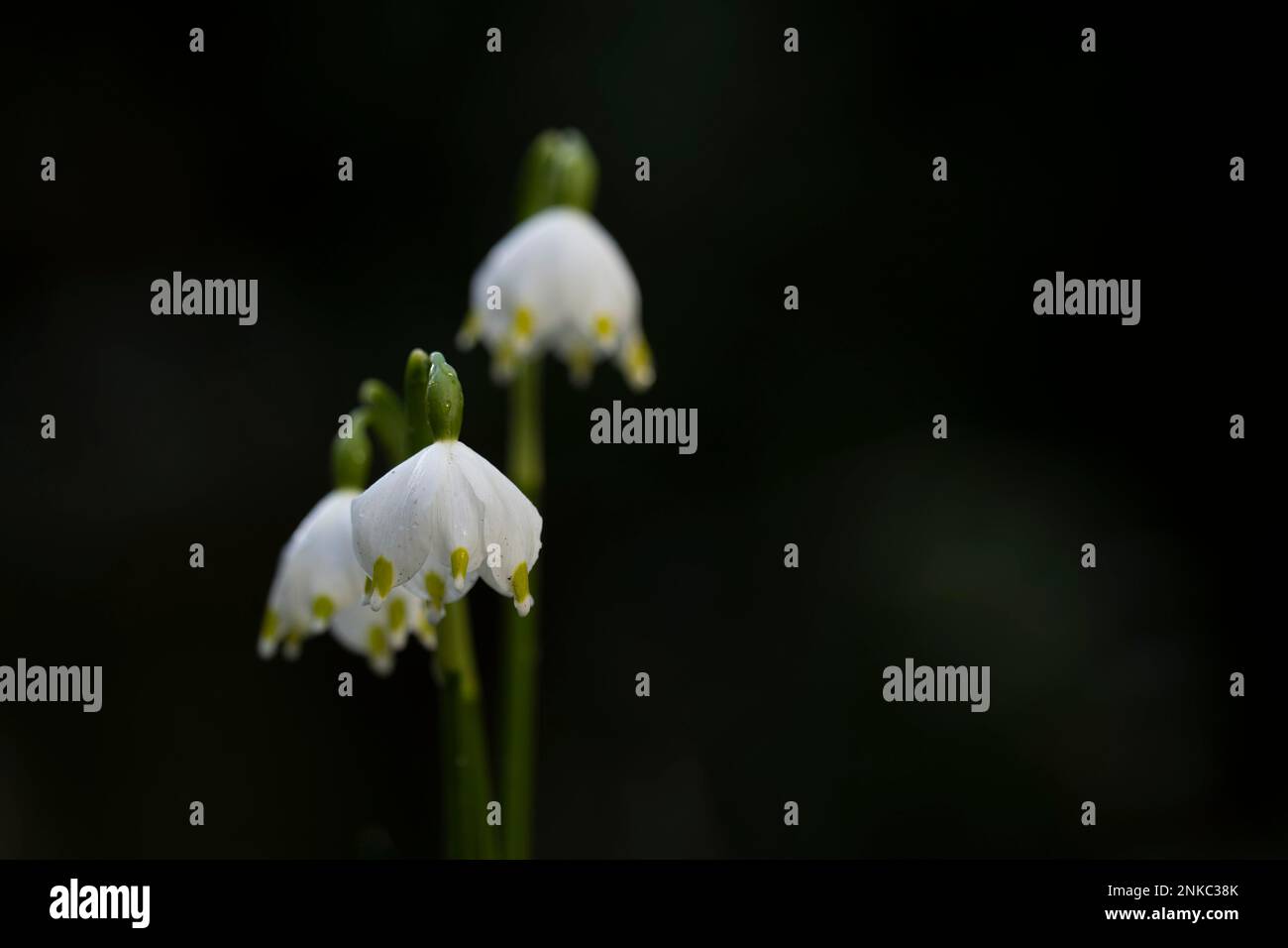 Spring snowflake (Leucojum vernum), ensemble, dark background Stock Photo