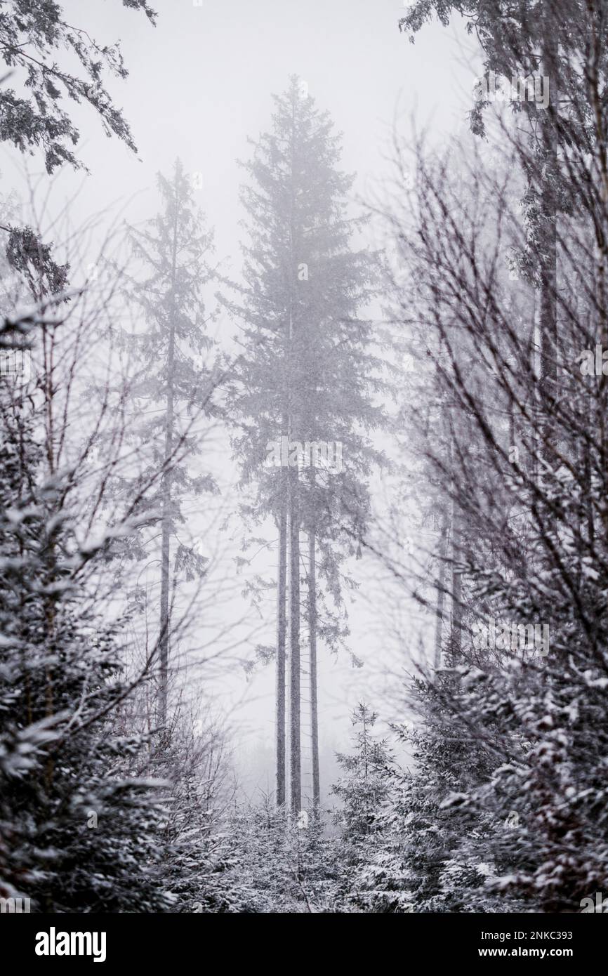 Spruce (Picea) in driving snow, framed by foreground, black and white Stock Photo