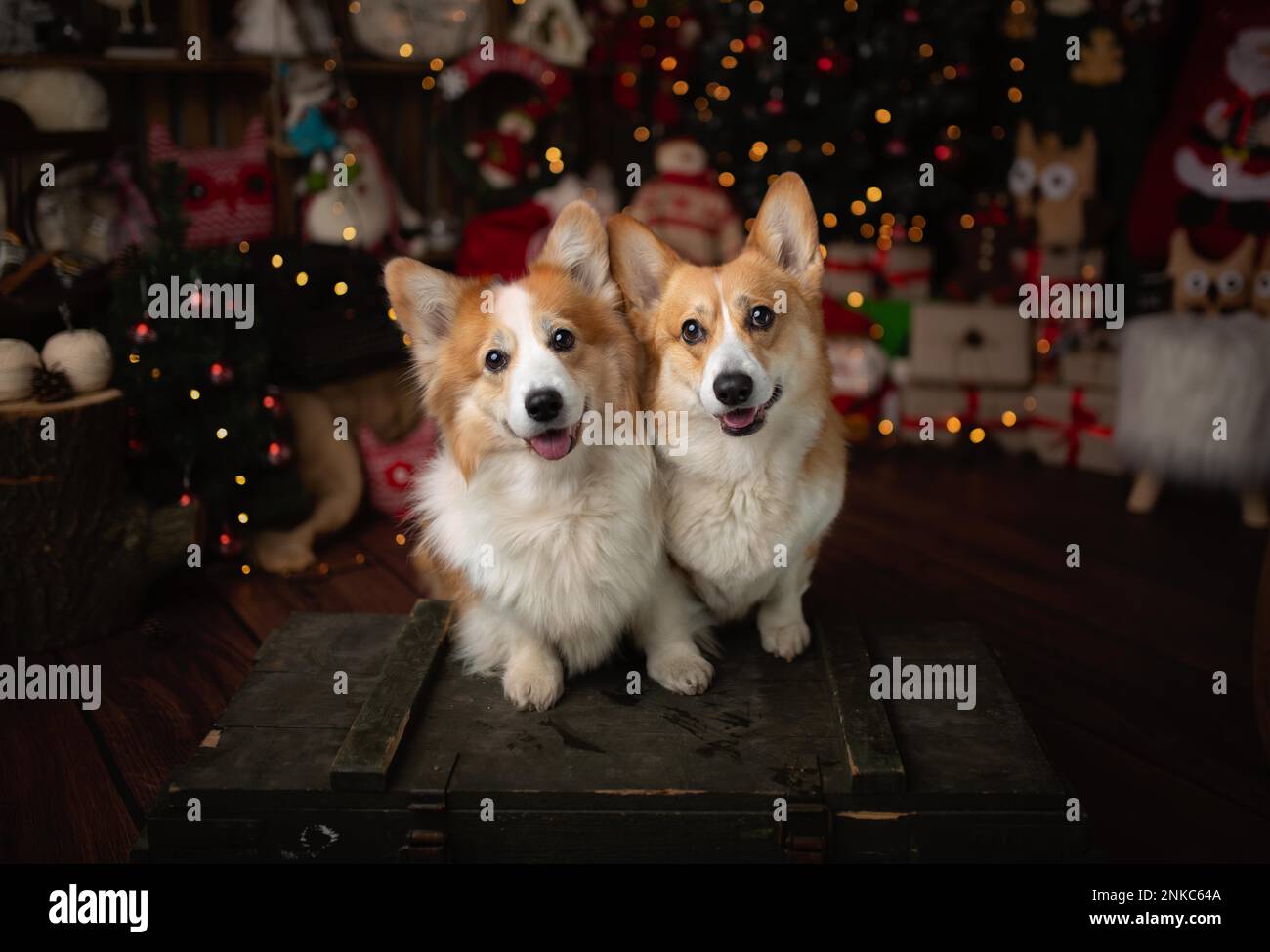 Christmas scene with beautiful Pembroke Welsh corgi dogs Stock Photo
