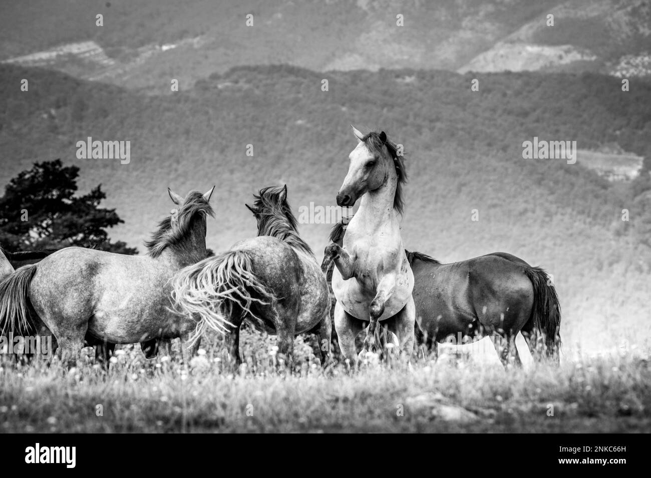 These beautiful wild horses live in Italy forever free Stock Photo