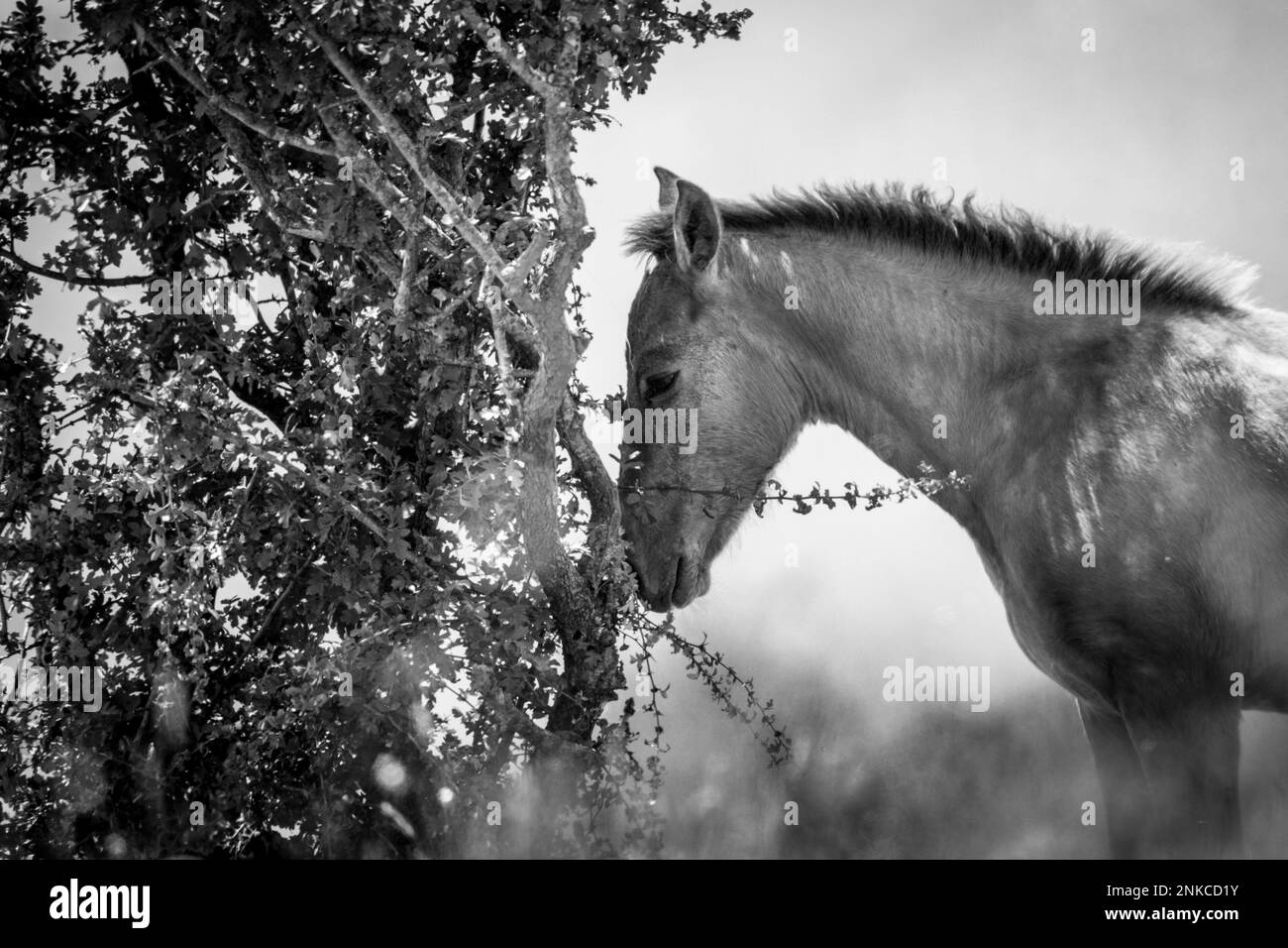 These beautiful wild horses live in Italy forever free Stock Photo