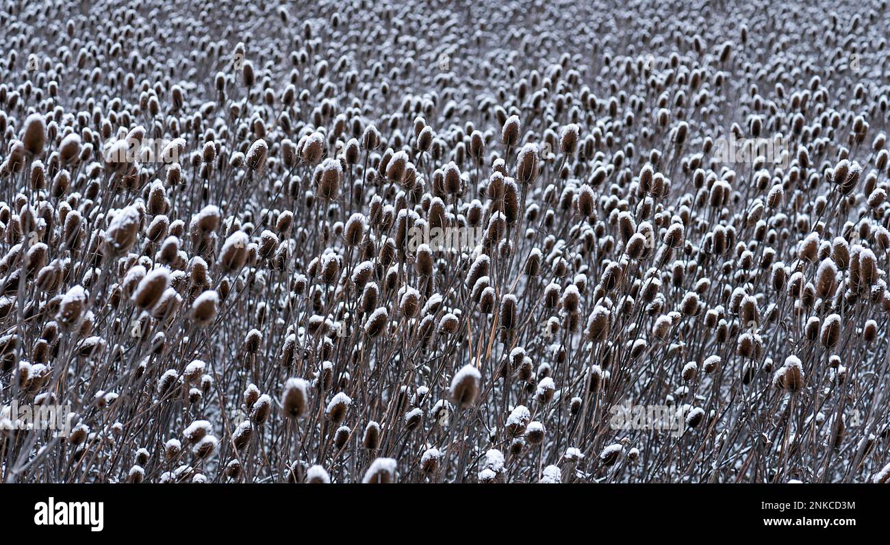 Field of wild teasel (Dipsacus fullonum) covered with snow bonnets, Bavaria, Germany Stock Photo
