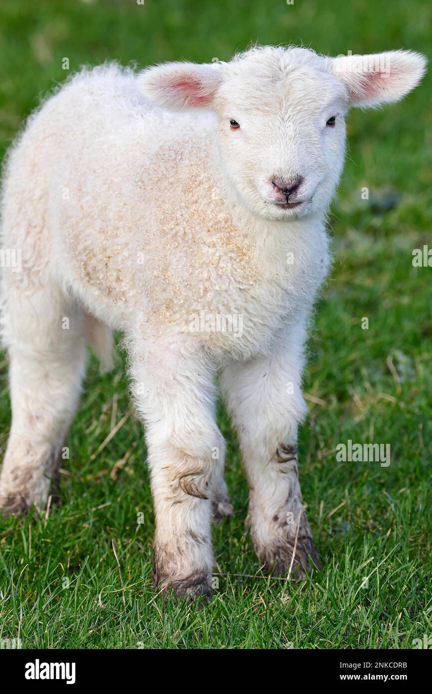 Domestic sheep (Ovis gmelini aries) newborn lamb, animal child, Wedel, Schleswig-Holstein, Germany Stock Photo