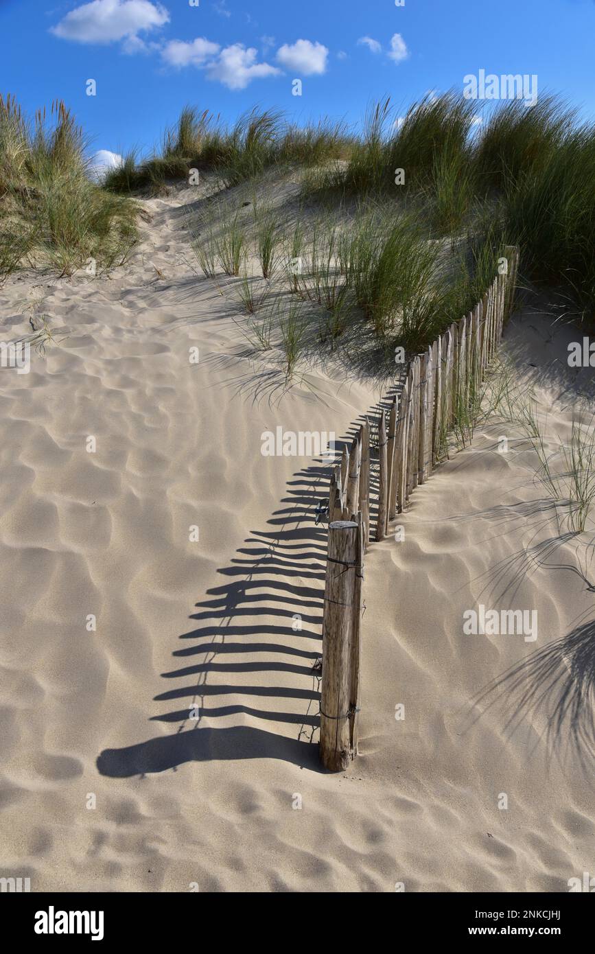 Dunes with dune fence to protect against erosion on a beach in Normandy