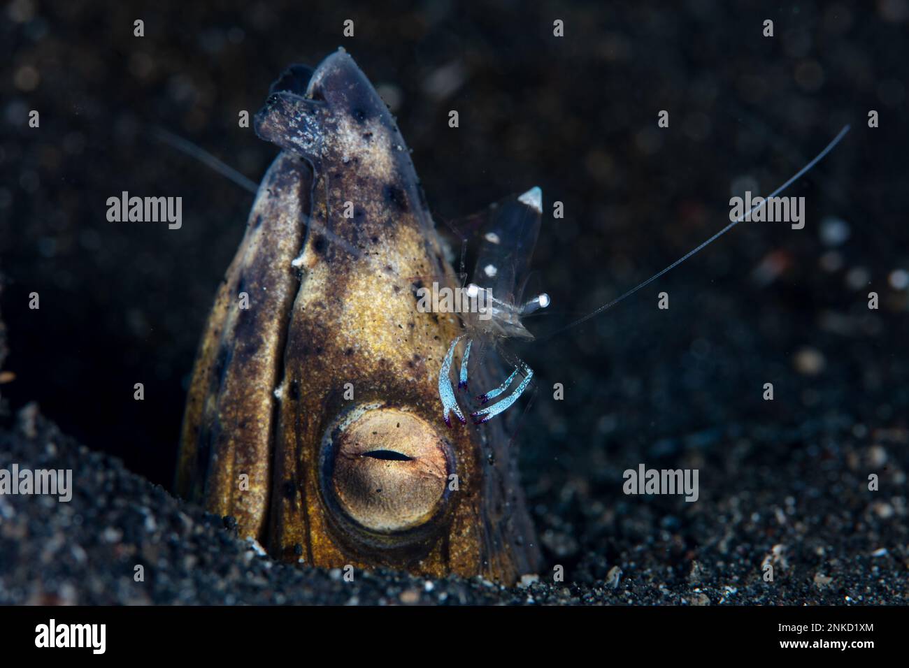 A Blacksaddle snake eel, Ophichthus cephalozona, pokes its head out of the sand in Lembeh Strait, Indonesia, as a shrimp cleans parasites from the eel. Stock Photo