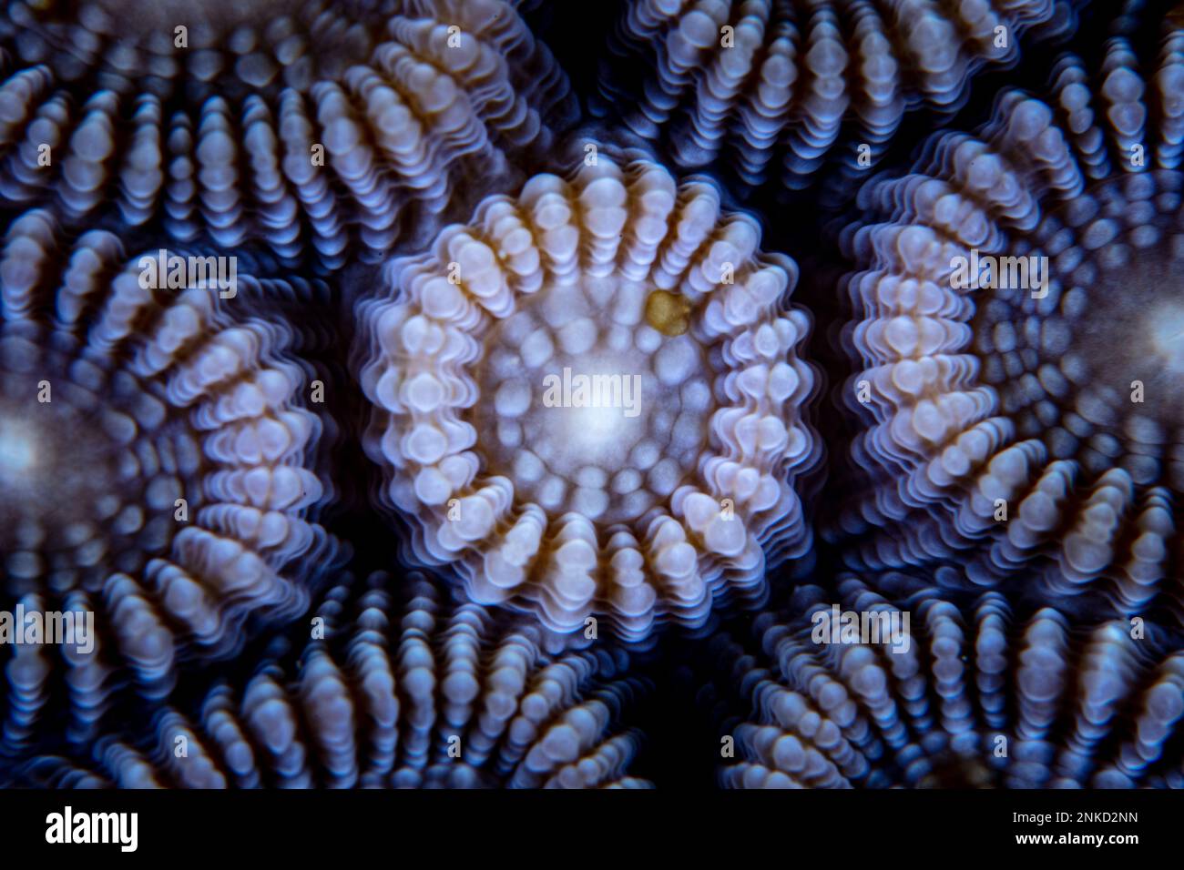 Detail of Favia coral polyps as they grow on a healthy reef in Indonesia. These corals have a symbiosis with Symbiodinium. Stock Photo