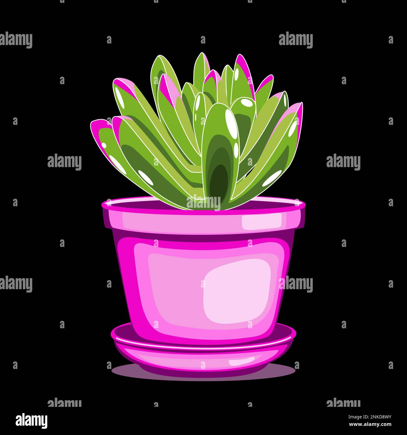 Kalanchoe Vector Vectors Hi-res Stock Photography And Images - Alamy