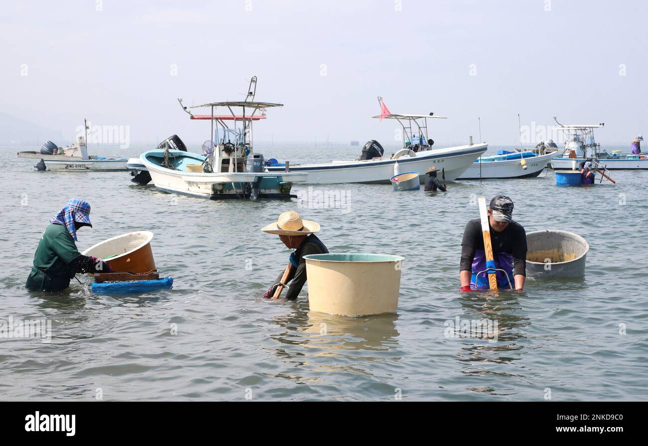 Fishermen gather clams at the estuary of the Midorigawa river in