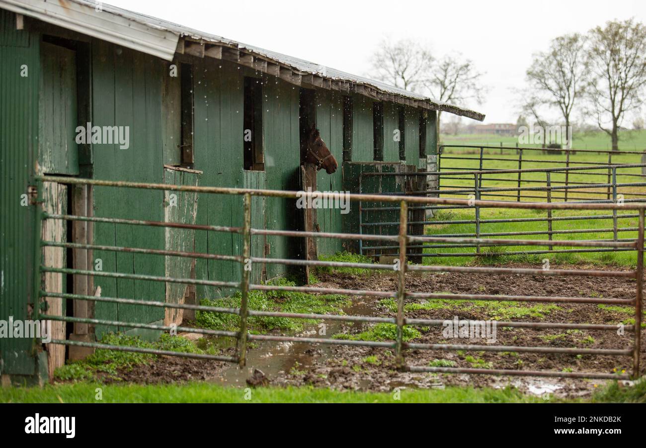 One of the horses raised at Westwind Farm on Three Springs Road in