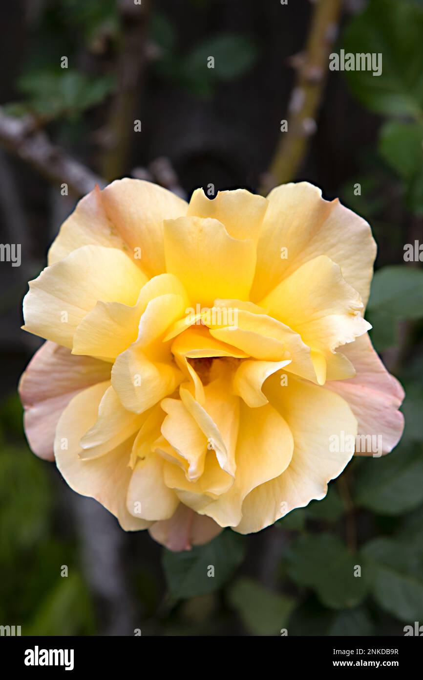 yellow and pink garden rose Stock Photo