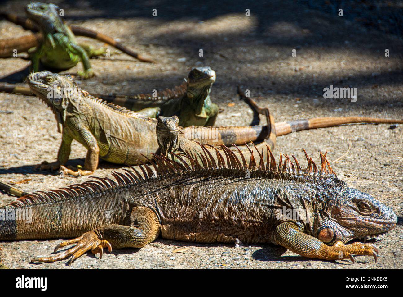 A group of six (6) iguanas sunning themselves, Arche's Iguana and Beach Resort. Roatan, Honduras. Stock Photo