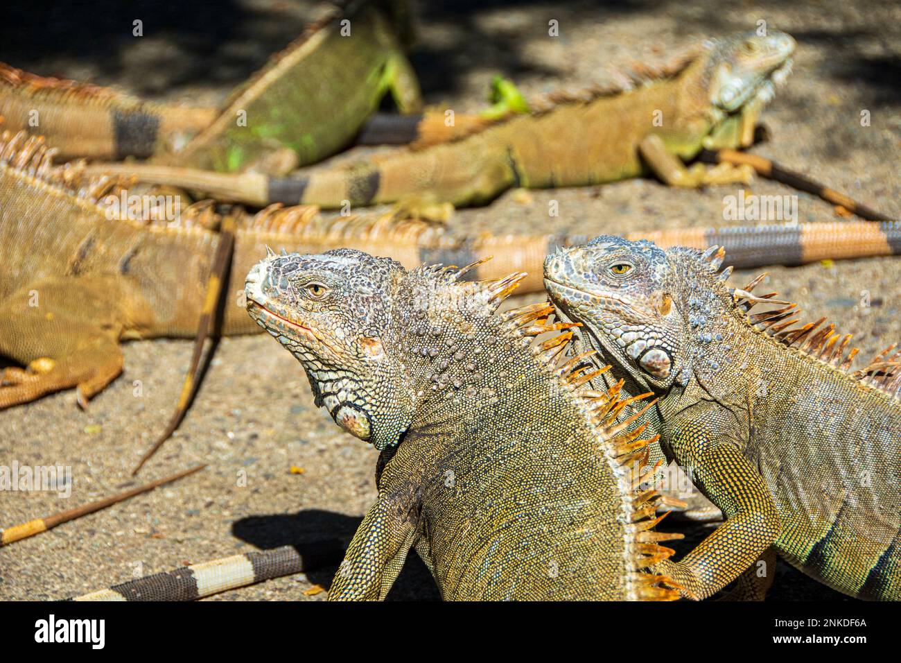 Two iguanas getting some sun at the Arch's Marine Park, Roatan, Honduras. Stock Photo