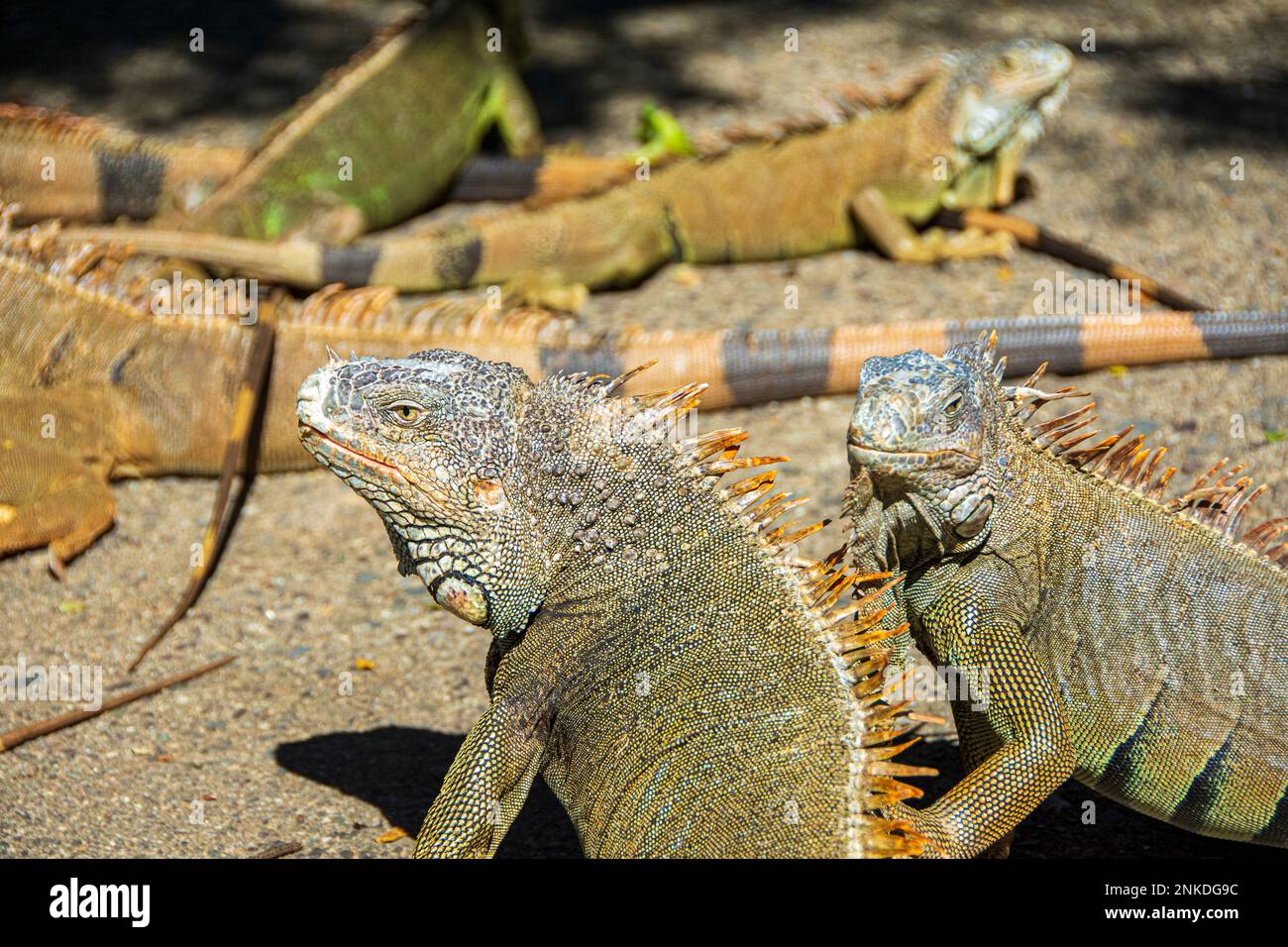 Iguanas at the Arches Iguana Marine Park, Roatan, Honduras. Stock Photo