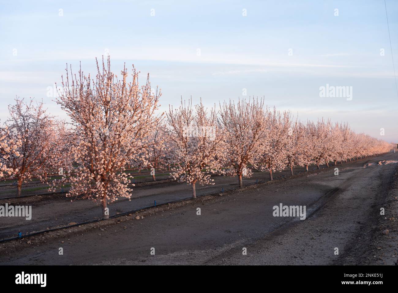 Almond milk platation hi-res stock photography and images - Alamy