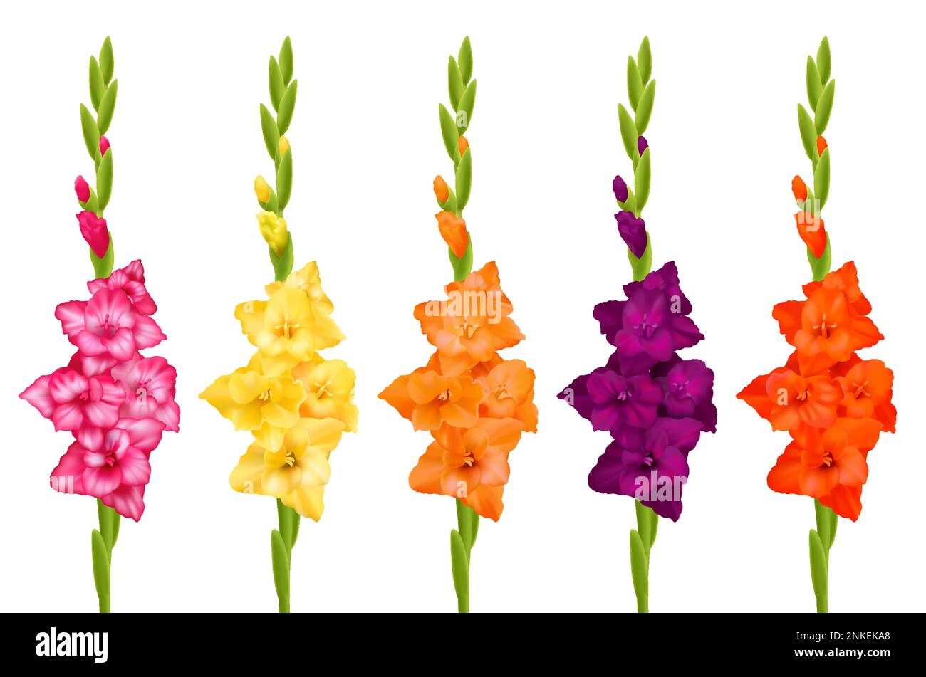 Beautiful gladiolus flowers of different colors realistic set isolated