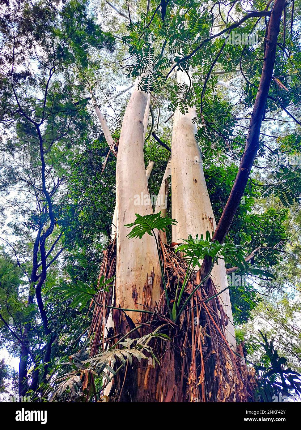 Eucalyptus tree (Eucalyptus), often called blue gum tree Stock Photo