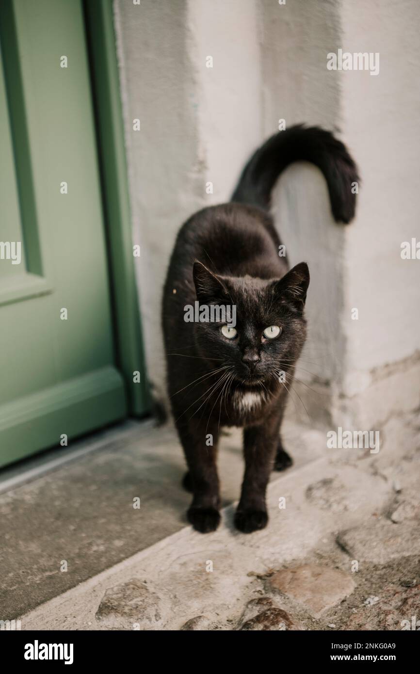 Black cat at my door online